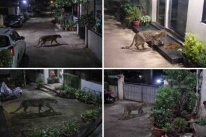 ChatGPTImageDec26202510_57_48P