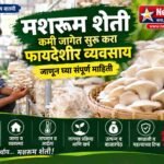 मशरूम शेती: कमी जागेत सुरू करा फायदेशीर व्यवसाय; जाणून घ्या संपूर्ण माहिती